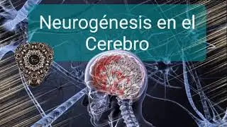 ☄️Neurog&eacute;nesis en el cerebro - Sana todas las c&eacute;lulas cerebrales - Activa toda tu c&eacute;lula cerebral