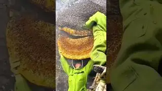 Which is the best and purest honey? | honey combs facts | best pure honey in india | #HoneyGuide