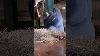 Silverback gorilla eating watermelon! #silverback #gorilla gorilla #eating #asmr