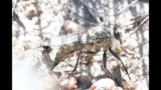 Efferia Ovipositng While Holding Prey