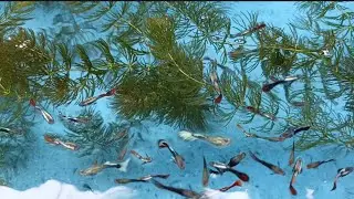 Mixed Guppy Strains