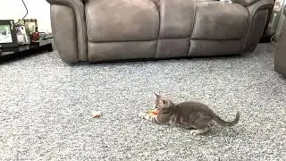 Timo The Cat - His Second Day (3-Jul-2023)