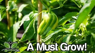 The Sweetest Pepper? My Best Mistake Ever...