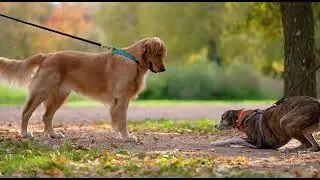 Hilarious Dog Meeting for the First Time 😱 | Desi Puppies Encounter 🐶❤️