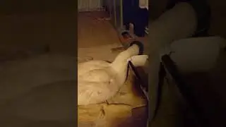 О Бусинке #winterbirds #goose #животные #animals #winter #birds