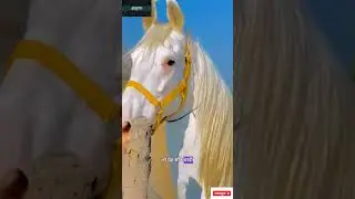Most Beautiful Horse in the world#science#sciencefacts #scienceknowledge#infromtivevideo#shortvideo