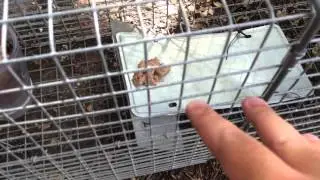 Trap-Neuter-Return