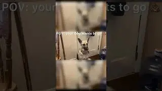 DON&rsquo;T FALL FOR THIS DOG SCAM
