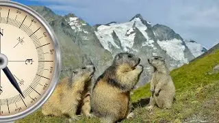 Entdecke 6 seltene Tiere der Alpen &ndash; Faszinierende Arten, die du nicht kennst!