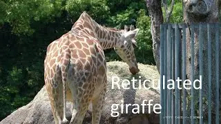 Reticulated giraffe 20240614_2／Toyohashi Zoo & Botanical Park（non_hoi_park）／4K