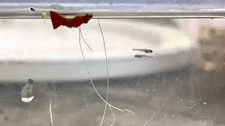 First batch of Vietnamese White Cloud Fry ( Tanichthys micagemmae ) 2022