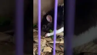 Rat eating snow peas
