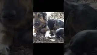 dogs funny shorts  #shortsfeed #catshort #catshorts #goats #catfails #cat #funnycats #goatfails