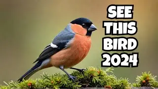 VIRAL: The Bullfinch Bird You NEED to See in 2024