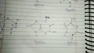 Structure of DNA part-2, nucleotide, DNA double helix model #dna 