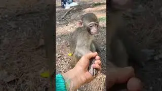 You Are Not My Mother, Baby Monkey