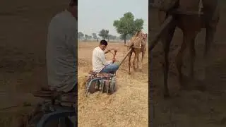 camel farming technology
