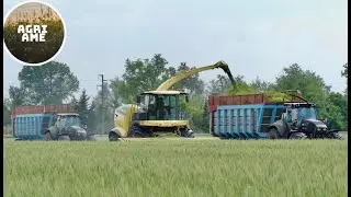 Trinciatura triticale | Krone Big X 1180 | 2x DF 7250 TTV Warrior, 630 TTV | Lissignoli & Calonghi
