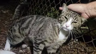 Petting a Feral Cat named Styx for the first time.  