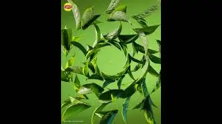 2 Cups. Endless Benefits. 🍵 🍵| Lipton Green Tea with Flavonoids (10s 4:5 ENG)