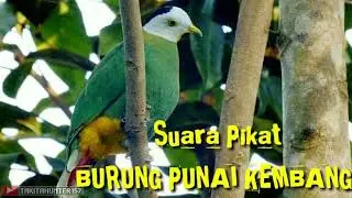 SUARA PEMANGGIL BURUNG PUNAI KEMBANG PASTI AKAN DATANG