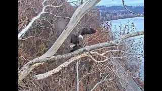 USS Bald Eagle Cam 1 on 11-28-25 @ 07:08  Stella and Irv mate