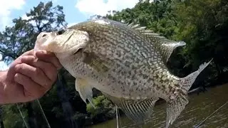 Planer Board Crappie fishing (Tips & Tactics)