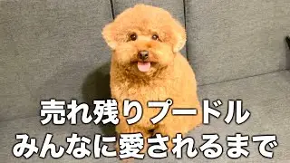 【ありがとう】売れ残りプードル今ではみんなに愛される。