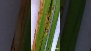 طاعون الأرز يدمر الإنتاج بالكامل افحص حقلق بسرعه وقاوم مرض اللفحه المحصول هيضيع منك