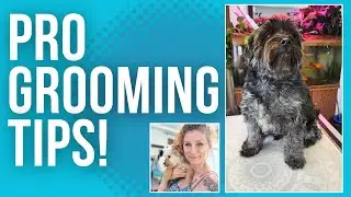 Dog Grooming Tips and Tricks That Make Grooming Easier