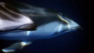 Pacific white-sided dolphins swimming off Southern California