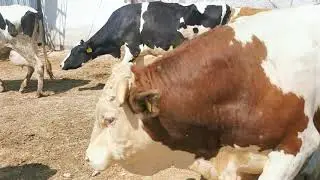 New Simmentals Arrived to Our Farm - Farming # 8l Animal Mating