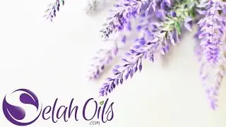 The difference between Carrier Oil and Essential Oil