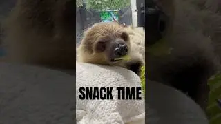 Snack Time For Wookie #animals #sloth #baby #babyanimals #familyfun #wildliferescue #zoo #animallife