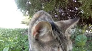BLU Energy X 2 Video Test.