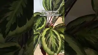 Calathea Medallion Bloom 🥹