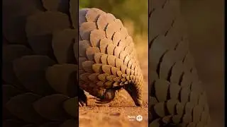 Pangolins￼ are the only mammals with scales! #like #subscribe #facts #science #viral #shorts