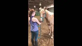 Class #2 Western Halter
