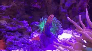 Blue Spot Jawfish in Home Made Cave