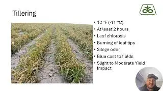 Wheat Stand & Freeze Damage Evaluation | Advice From Pioneer&reg; Agronomy