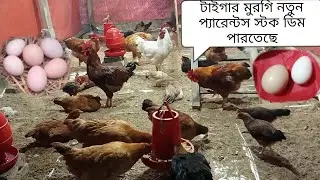 টাইগার মুরগি কতো দিনে ডিম পাড়ে #birds #egg #farming #chicken #agriculture #agro 