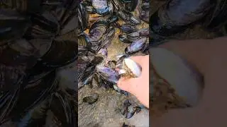 Beautiful seashells #fishing #snail
