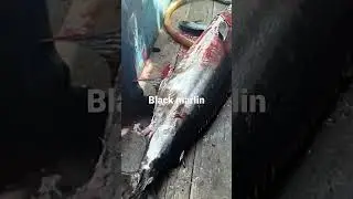 rame rame naikin 8kab marlin ke kapal