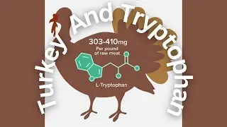 Turkey, Tryptophan And Causes Of Sleepiness After Thanksgiving Meal | Tryptophan Myth Explained