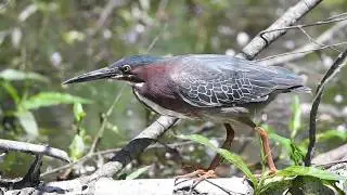 Green Heron Goes Fishing