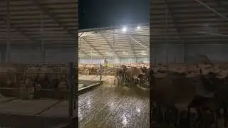 Snow and my cows doesn&rsquo;t mix