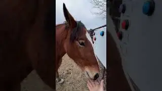 Kale a yearling colt horse has his fourth session with Fluent Pet buttons 
