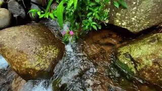 Deep Sleep River ASMR 💧 Relaxing Water Flow & Bird Sounds