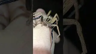Rabidosa rabida! Large adult male handling!