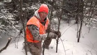 Tracking Whitetail Buck Rub Lines